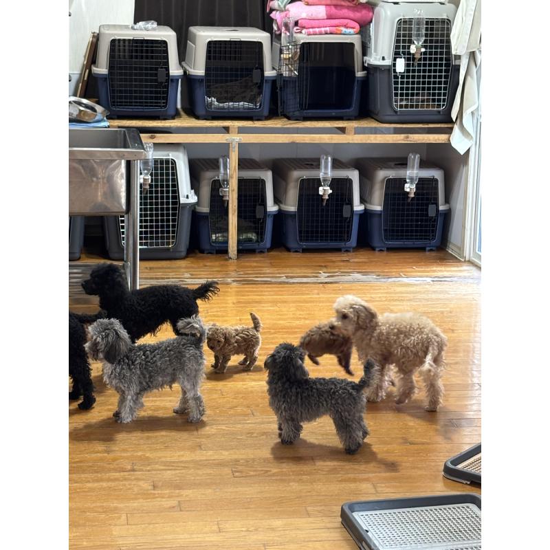 橋口恵子ブリーダーの詳細