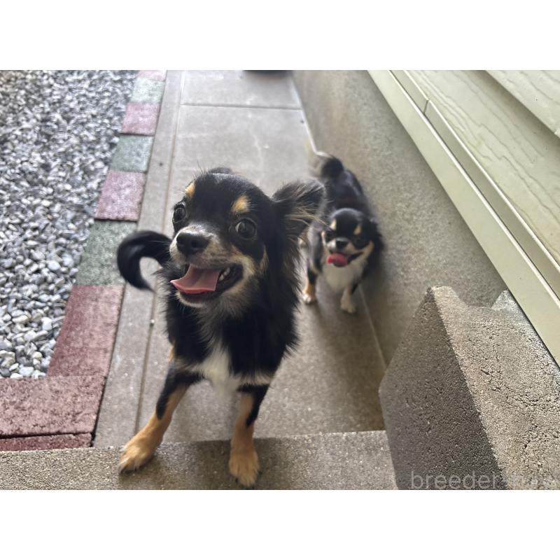 橋口恵子ブリーダーの詳細