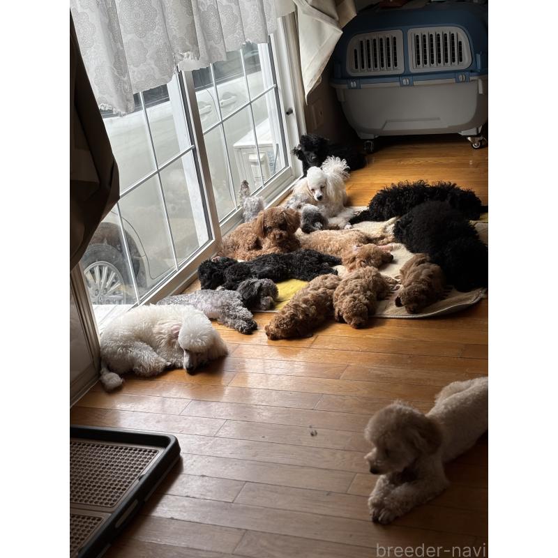 橋口恵子ブリーダーの詳細