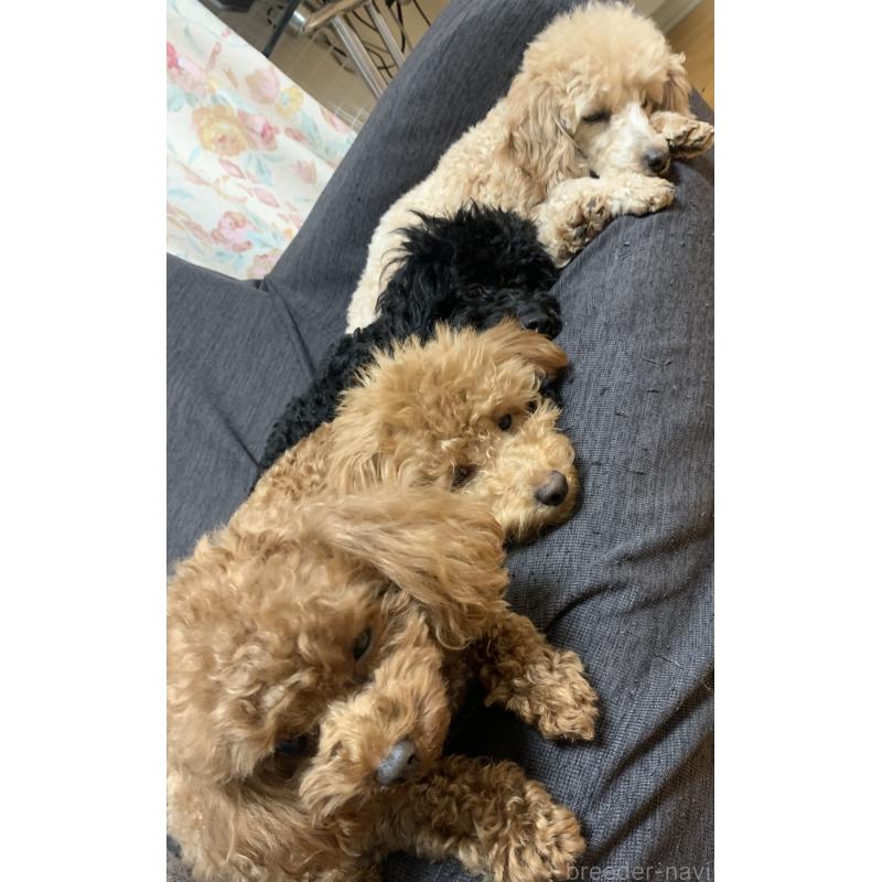 橋口恵子ブリーダーの詳細