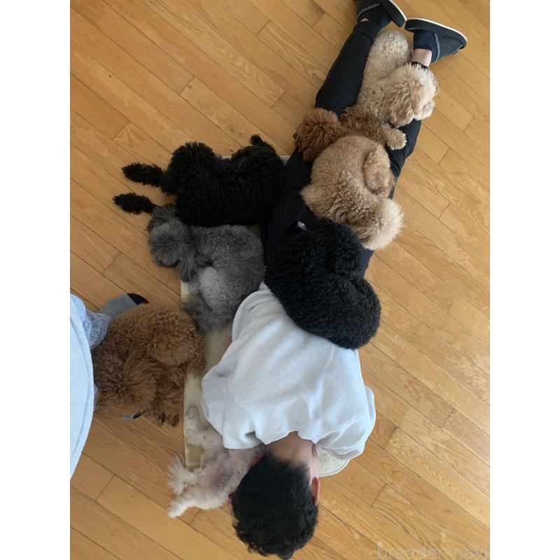 橋口恵子ブリーダーの詳細