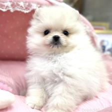 ♀︎ポメラニアン