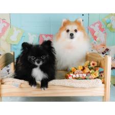 朝比奈杏奈ブリーダー