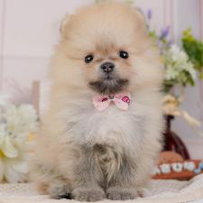 ♀︎ポメラニアン