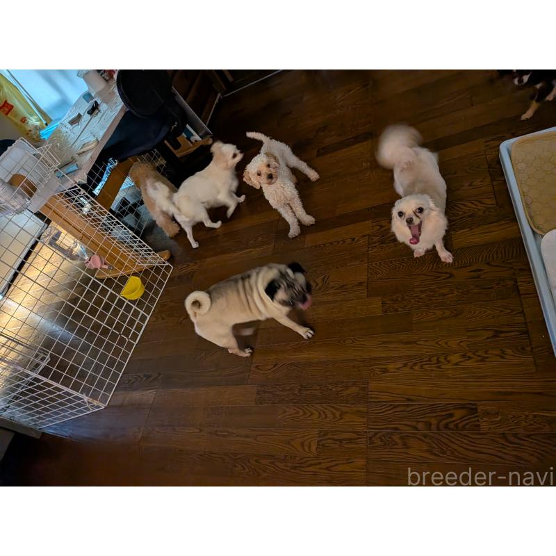 佐藤広美ブリーダーの詳細