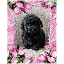 ♀︎タイニープードル