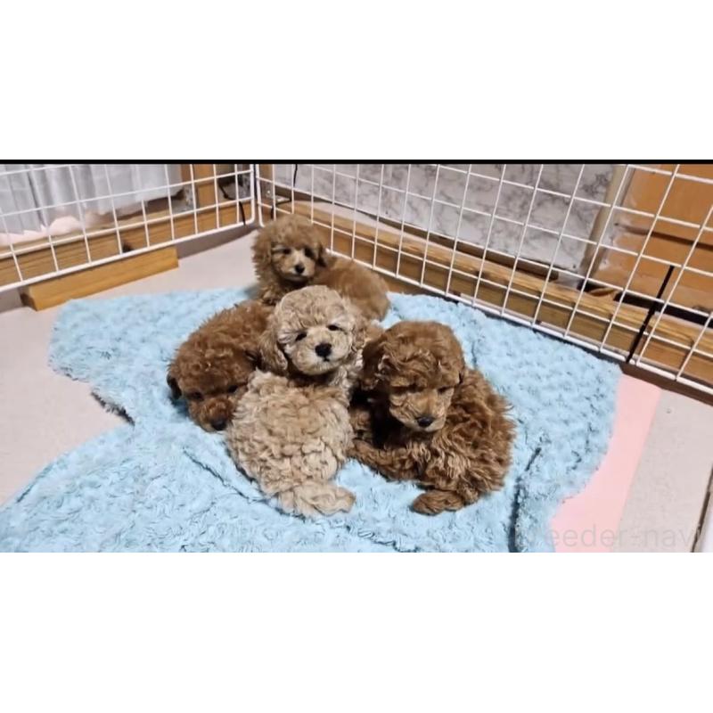 古川眞智子ブリーダーの詳細