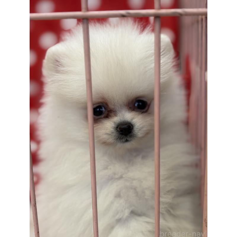 成約済の静岡県のポメラニアン-430387の9枚目