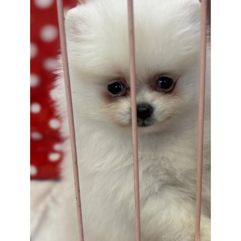 成約済の静岡県のポメラニアン-430387の8枚目