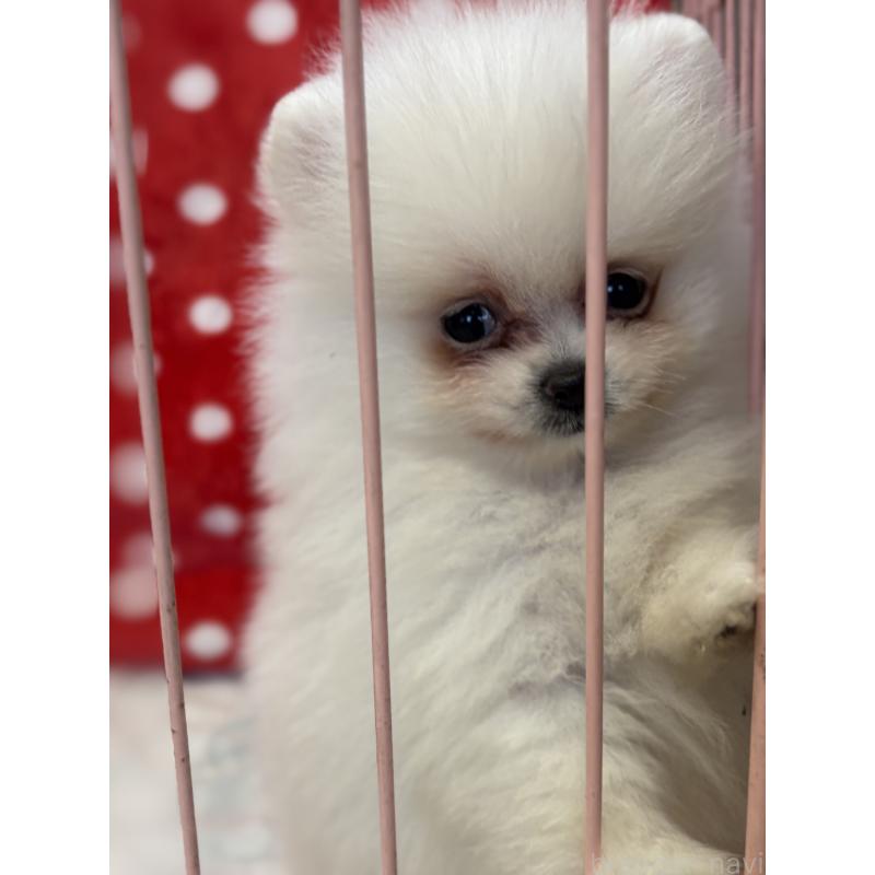 成約済の静岡県のポメラニアン-430387の7枚目