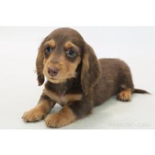 ♀︎ミニチュアダックスフンド(ロングヘアード)