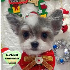 ♀︎チワマル:チワワ×マルチーズ