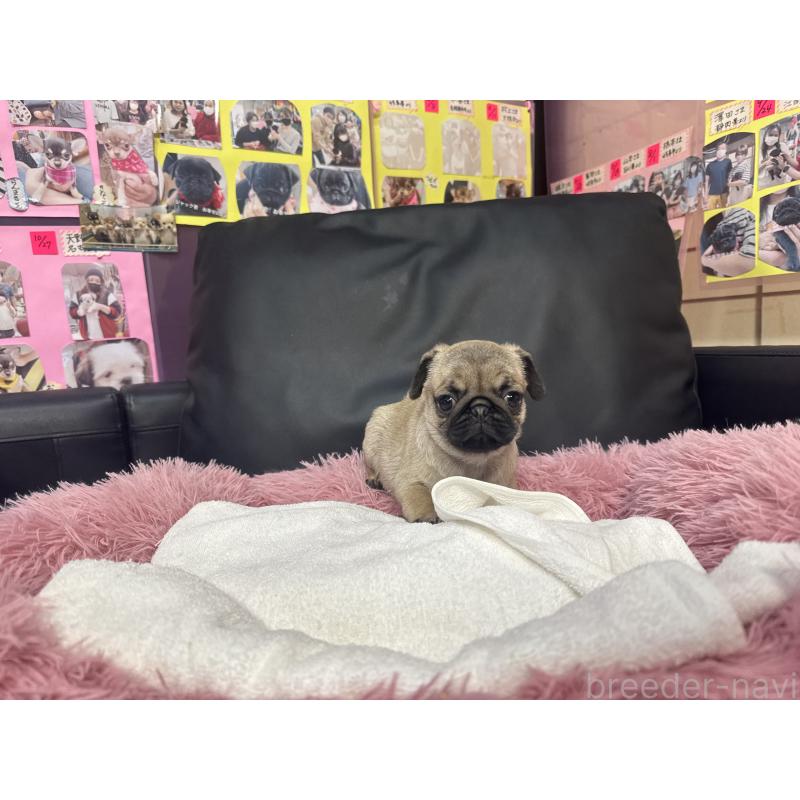 成約済の岐阜県のパグ-425990の4枚目