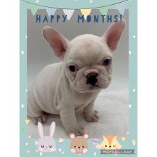 ♀︎フレンチブルドッグ