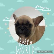 フレンチブルドッグの子犬
