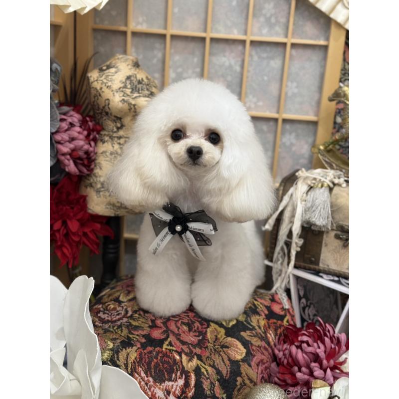 小川智美ブリーダーの詳細の1枚目