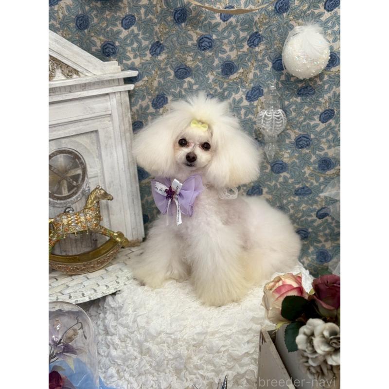 小川智美ブリーダーの詳細