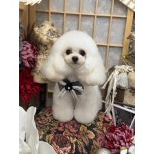 小川智美ブリーダー