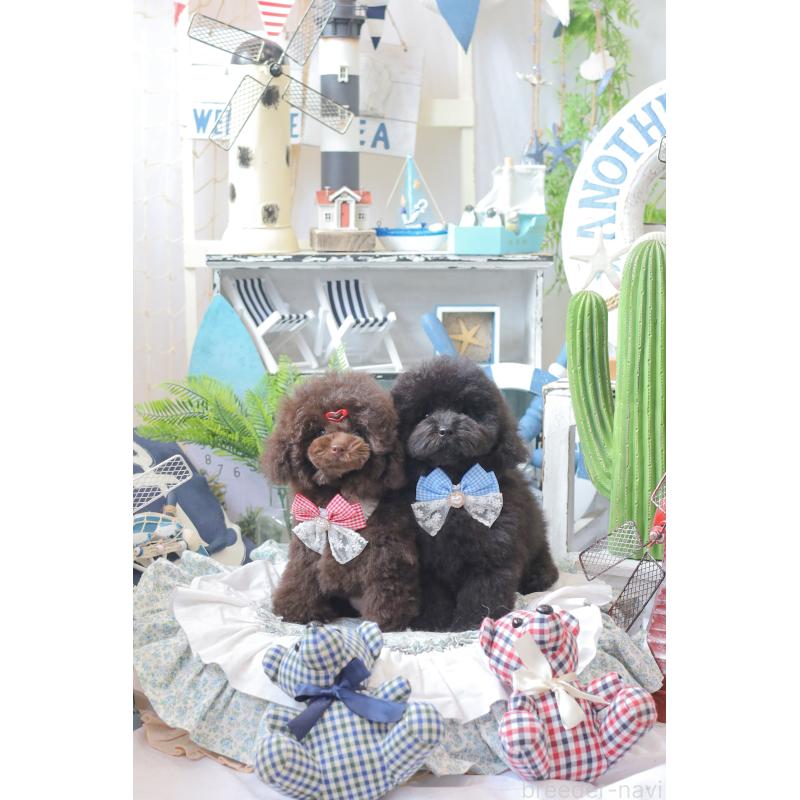 市岡紗絵ブリーダーの詳細