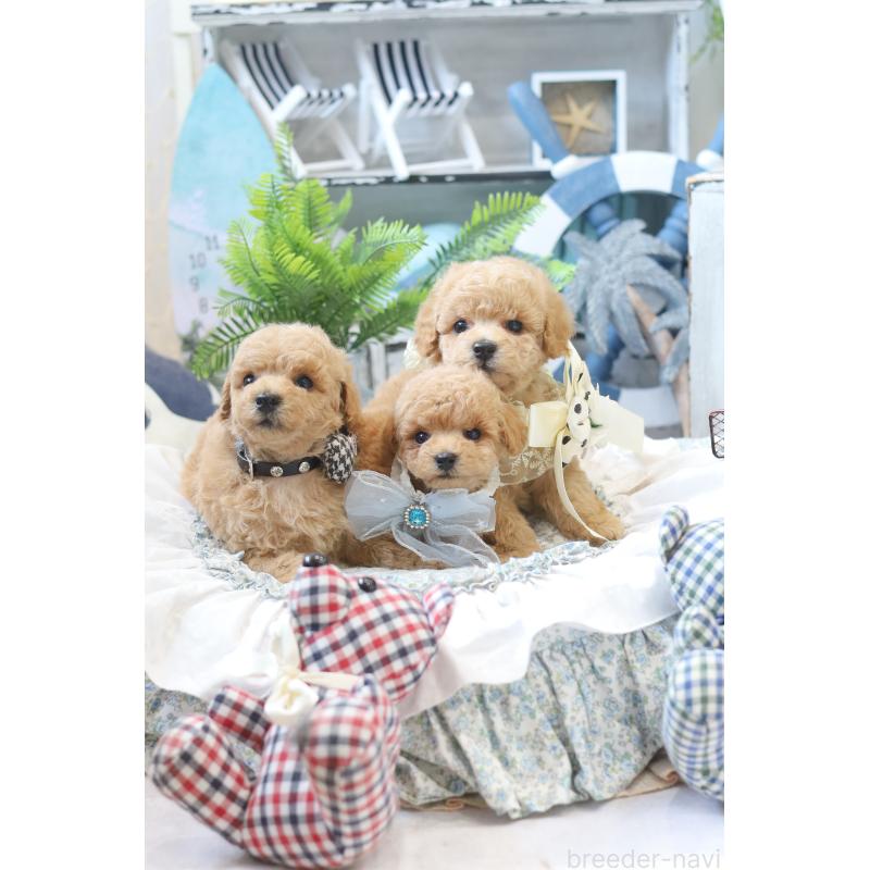 市岡紗絵ブリーダーの詳細