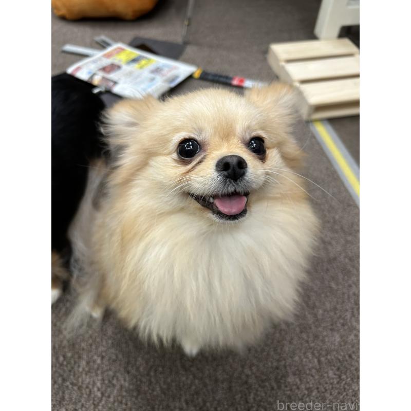 白木香織ブリーダーの詳細