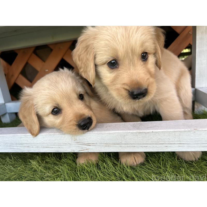 鳥井翔ブリーダーの詳細