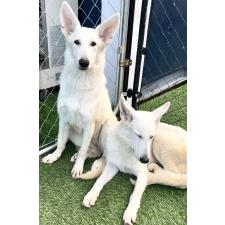 ♀︎ホワイトシェパード