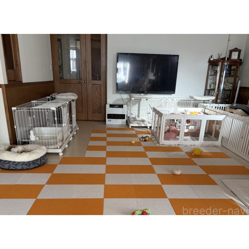 清水恵子ブリーダーの詳細