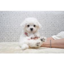 ♀︎ビションフリーゼ