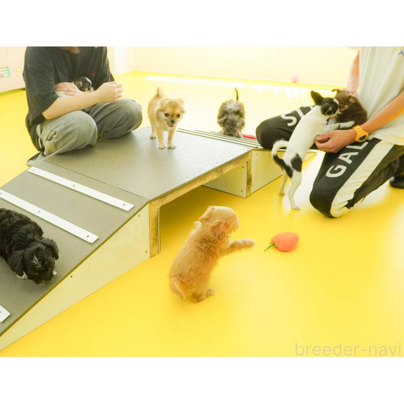 梶匡伸ブリーダーの詳細