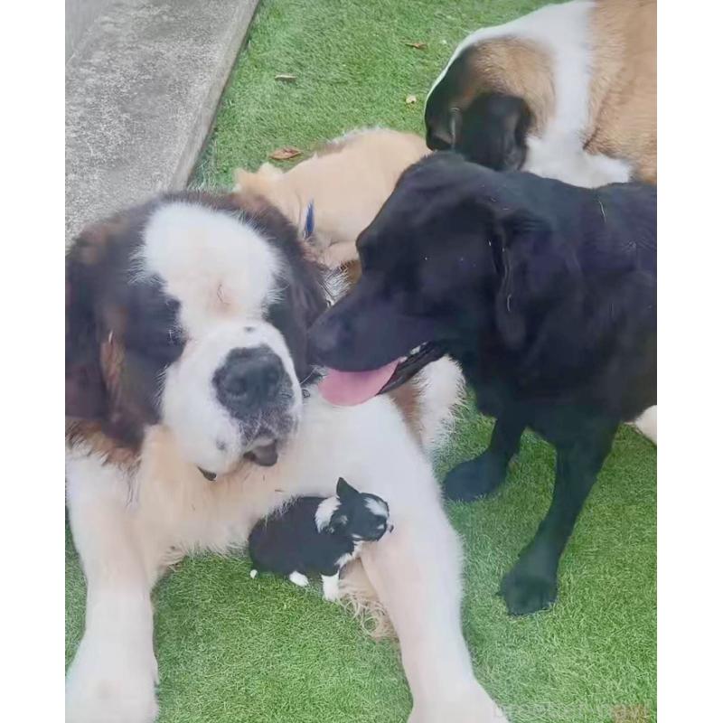 高野和重ブリーダーの詳細の1枚目