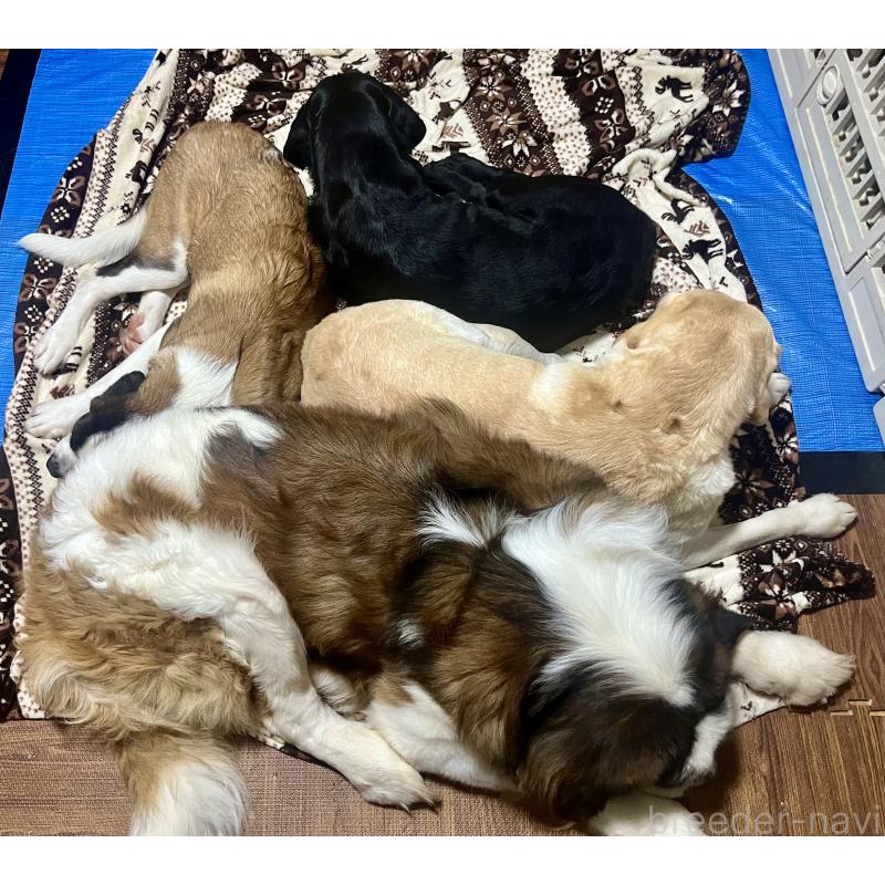 高野和重ブリーダーの詳細