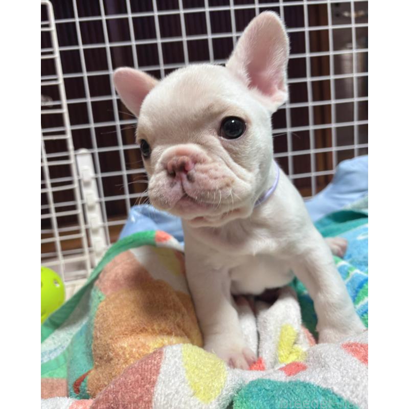 成約済の三重県のフレンチブルドッグ-429829の3枚目