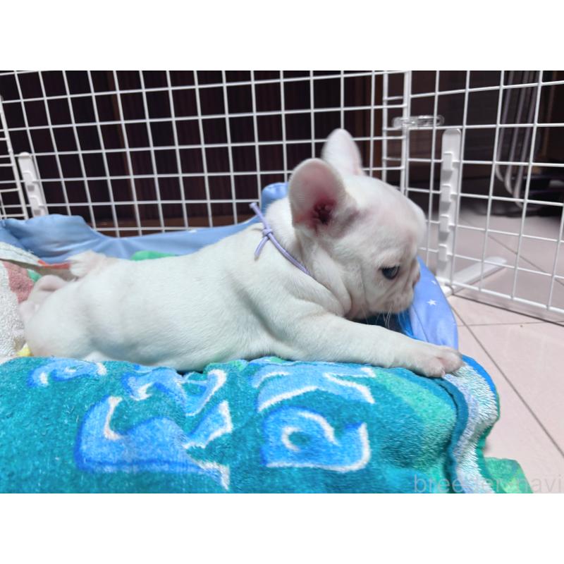 成約済の三重県のフレンチブルドッグ-429829の2枚目