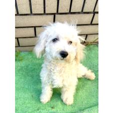 ♀︎ビションプー:ビションフリーゼ×トイプードル