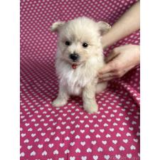 ♀︎ポメプー:ポメラニアン×トイプードル