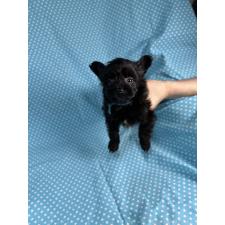 ♀︎ポメプー:ポメラニアン×トイプードル