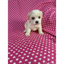 ♀︎キャバプー:キャバリア×トイプードル