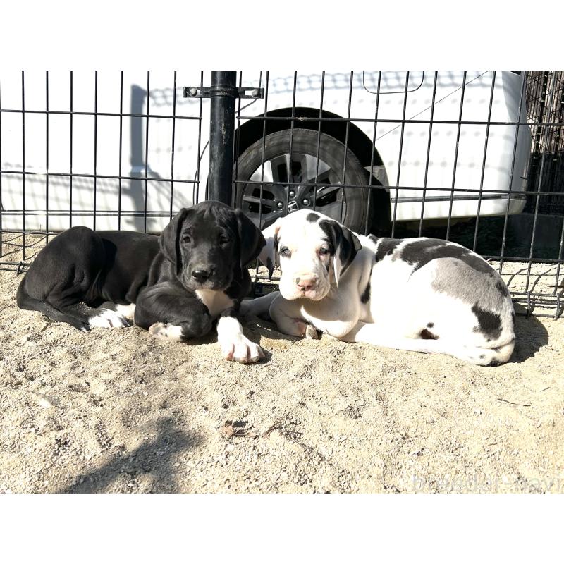 山田千春ブリーダーの詳細