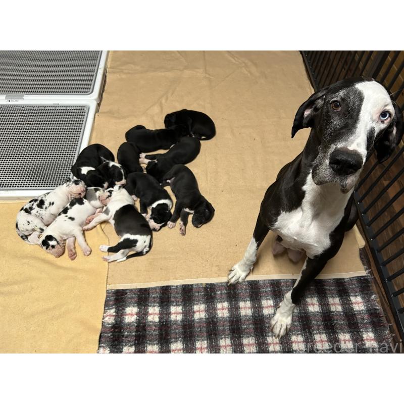 山田千春ブリーダーの詳細