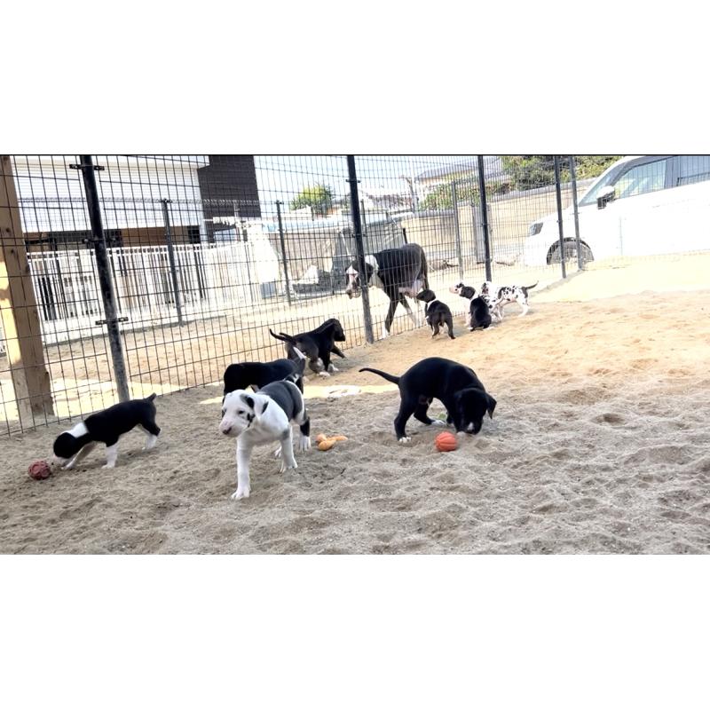 山田千春ブリーダーの詳細