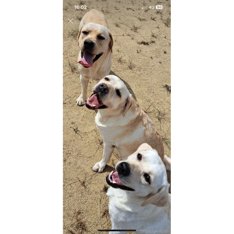 竹内新二ブリーダーの詳細