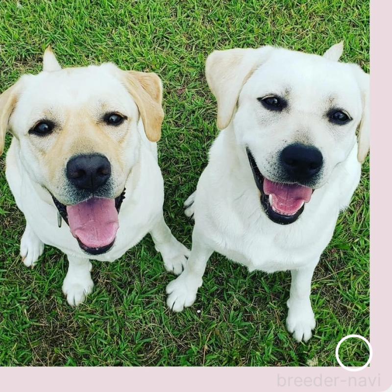 竹内新二ブリーダーの詳細