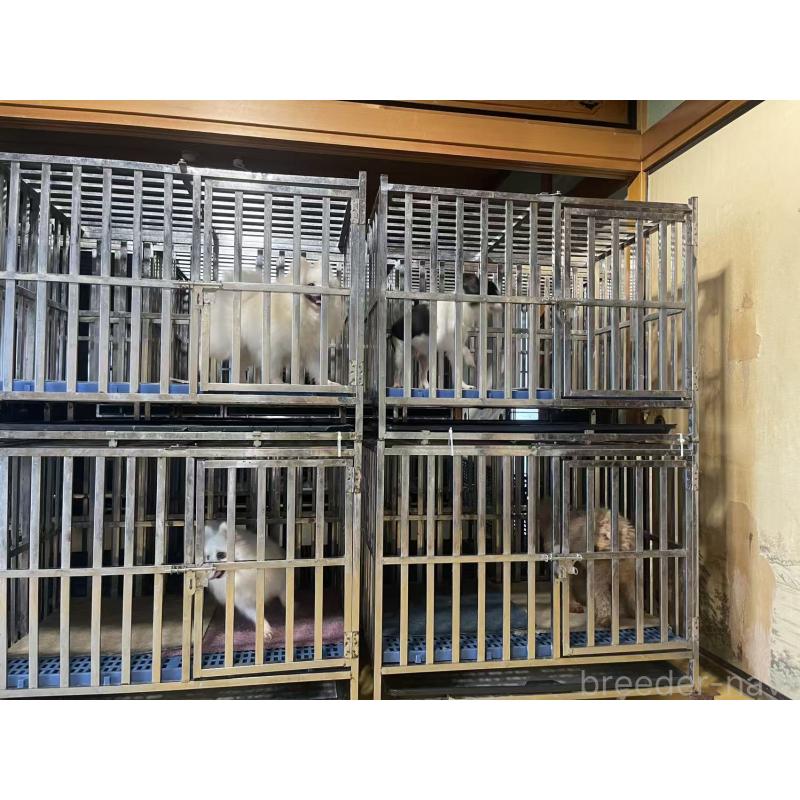 沈秀菙ブリーダーの詳細