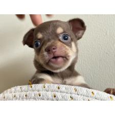 沈秀菙ブリーダー