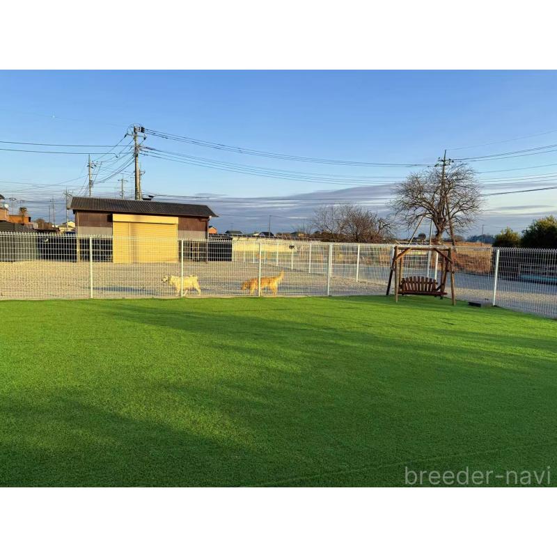 柳井遥ブリーダーの詳細