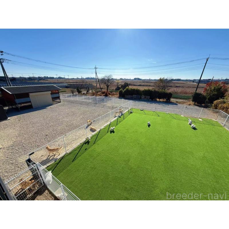 柳井遥ブリーダーの詳細