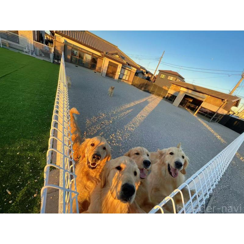 柳井遥ブリーダーの詳細