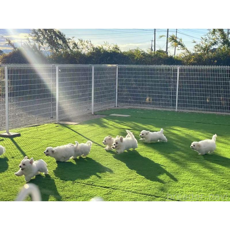 柳井遥ブリーダーの詳細