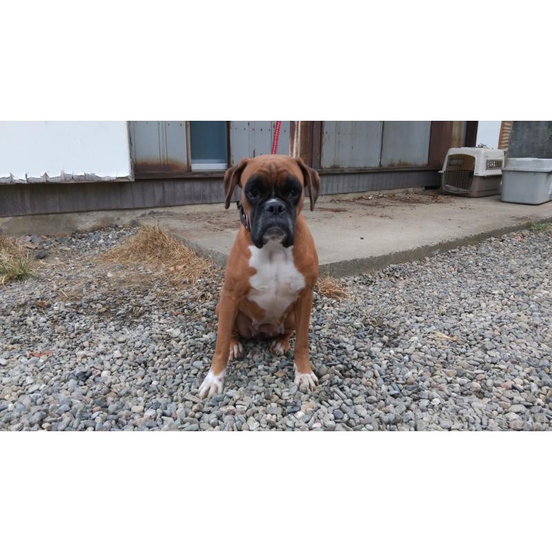 福田貴哉ブリーダーの詳細